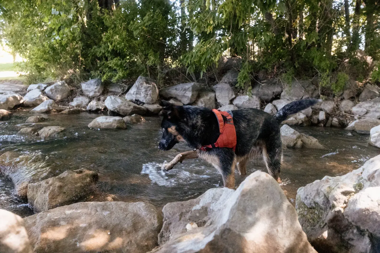 Shepherd mix in a Canyon harness splashing through a rocky creek
