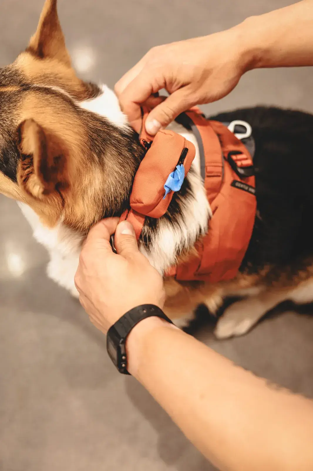 Hands attaching a Canyon Poo Pouch to a corgi's Canyon harness