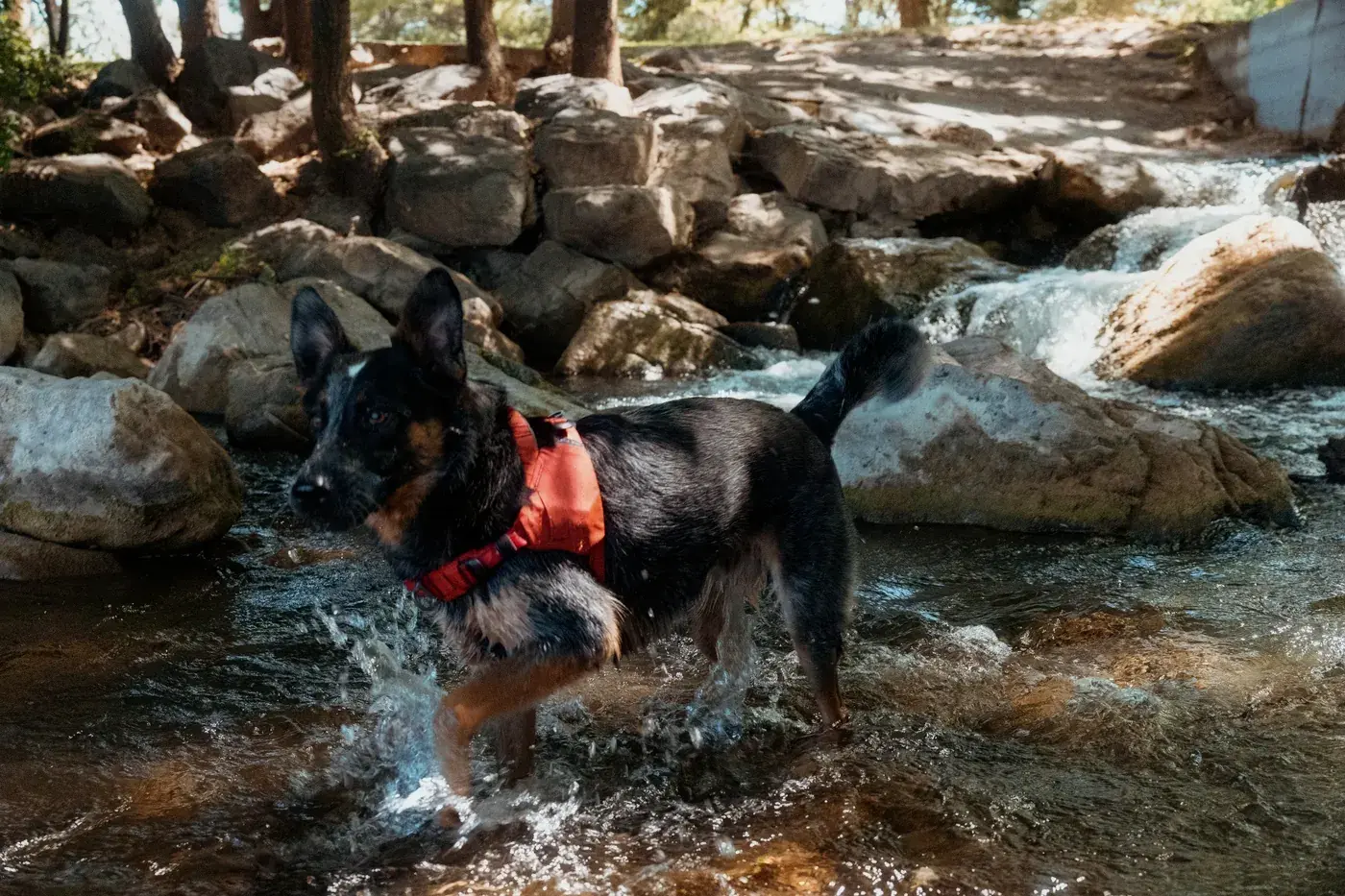 Shepherd mix in a Canyon harness crossing a shallow rocky creek