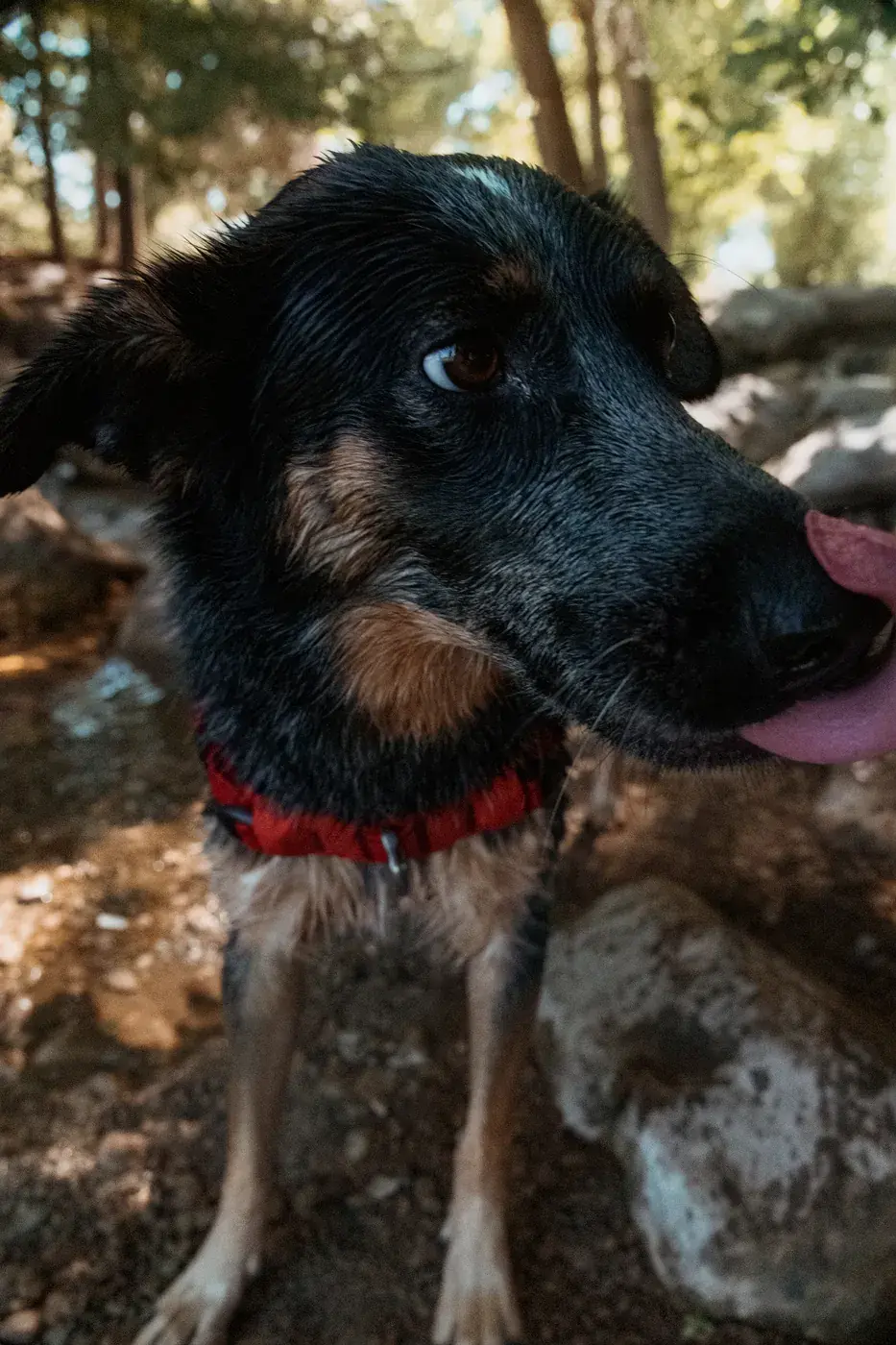 Close-up of a shepherd mix wearing a Canyon collar outdoors