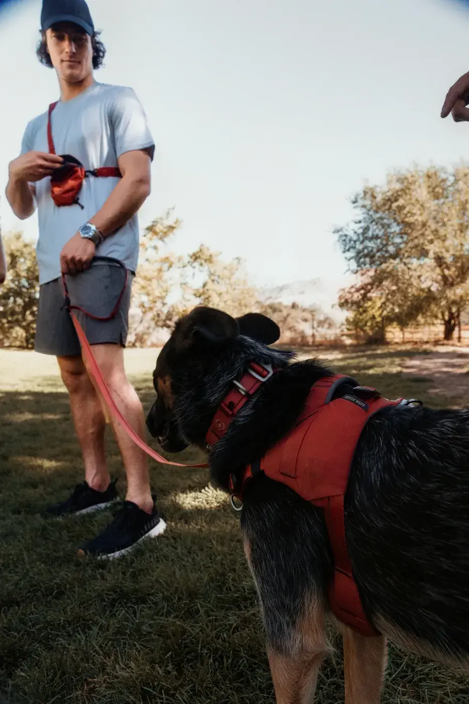 Man walking a shepherd mix in a Canyon harness on a Canyon leash, a Canyon Snack Sack at his hip