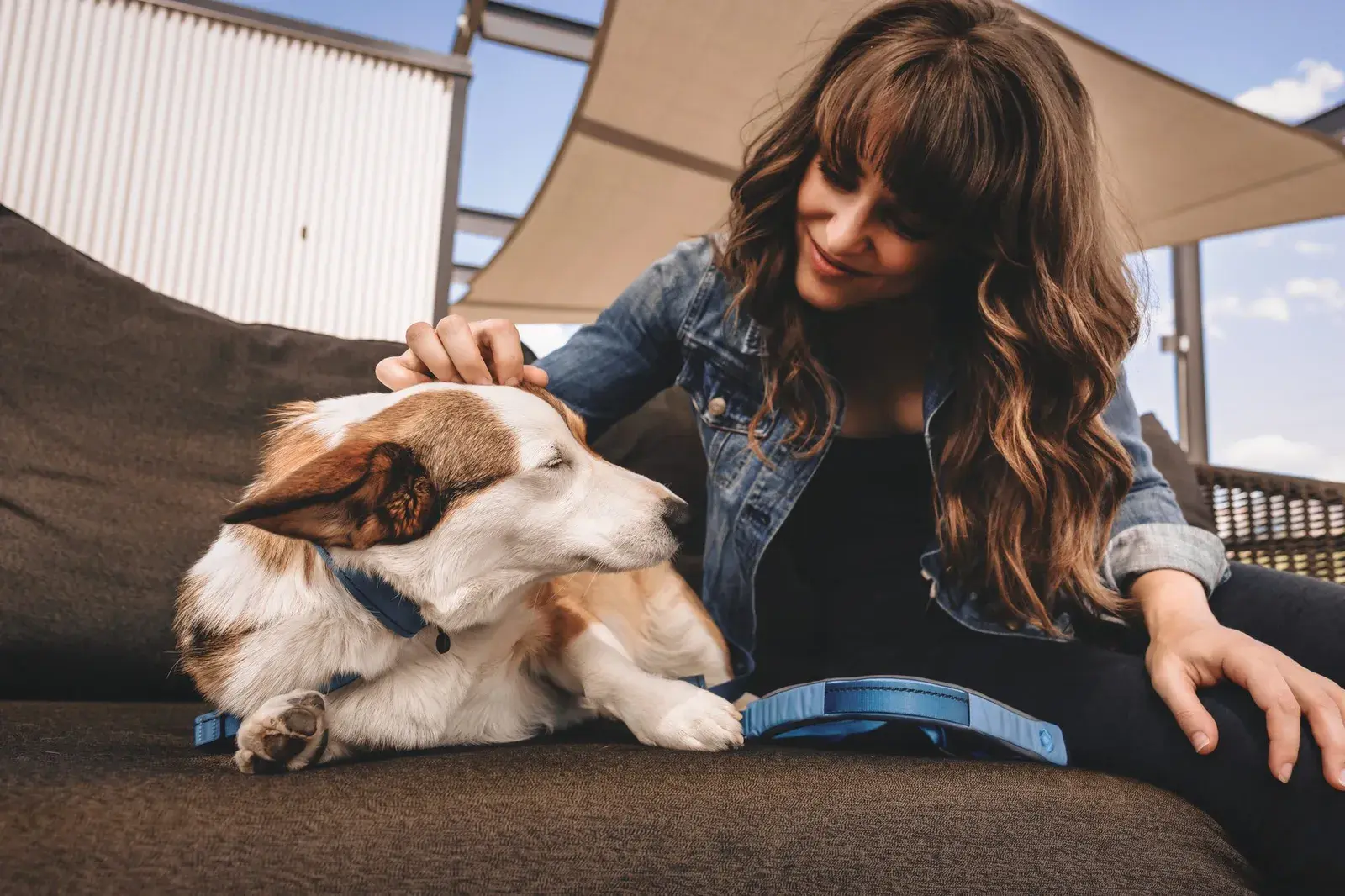 Corgi in a Coast collar lounging on a couch, a Coast Quick Grip resting beside it