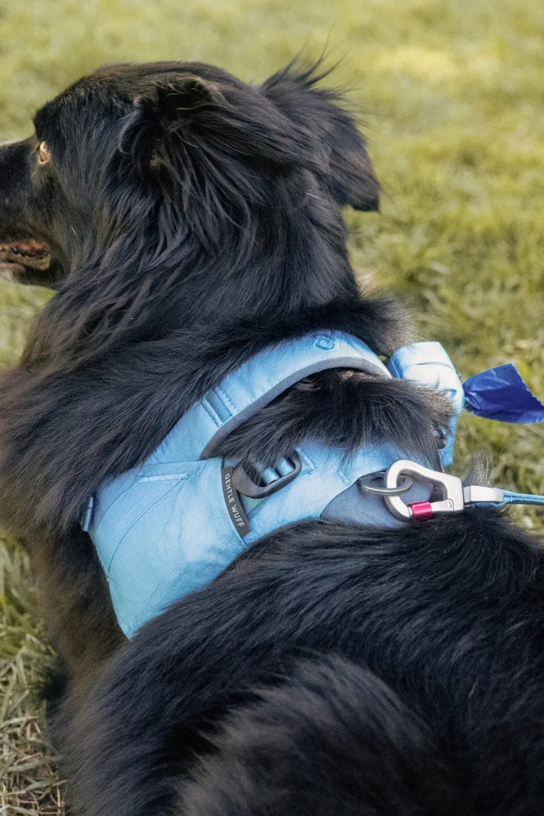 Fluffy black dog wearing a Coast harness with a Coast Poo Pouch attached and a Coast leash clipped in