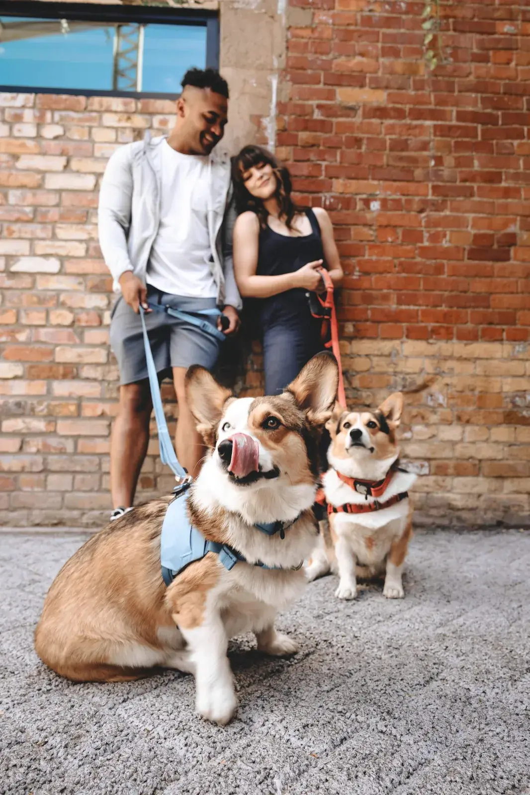 Two corgis in Coast and Canyon harnesses on matching leashes, sitting with their owners by a brick wall