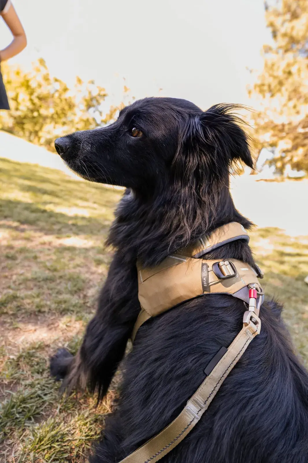 Black long-haired dog in profile wearing a Grove harness with a Grove leash attached