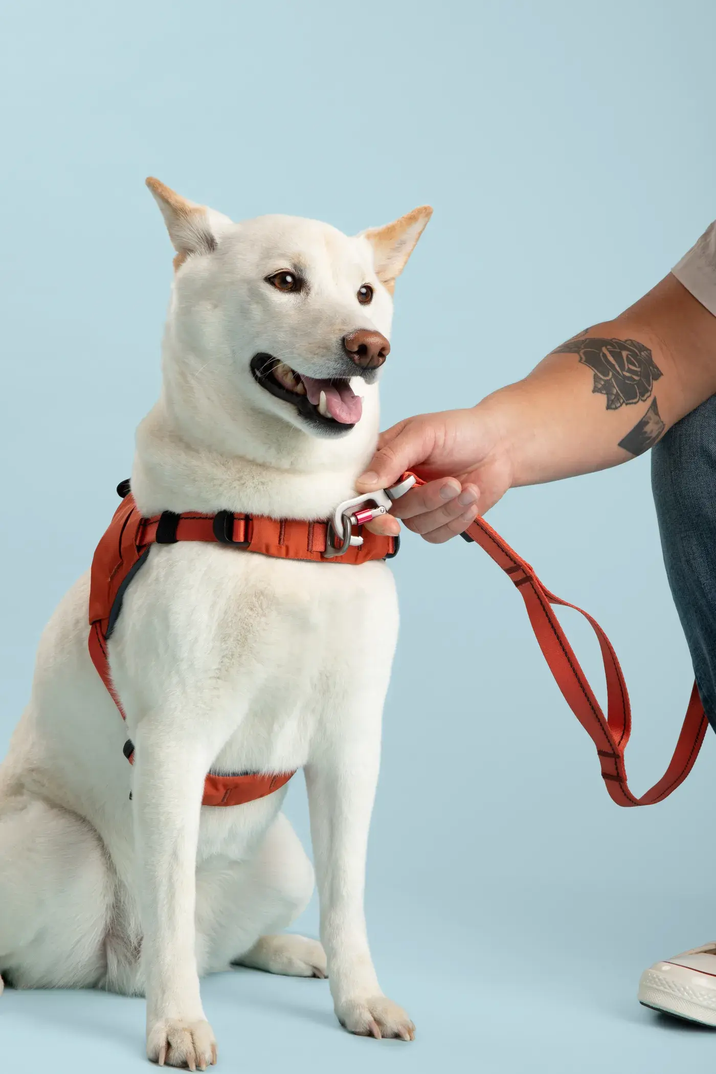 Shiba in a Canyon harness being clipped to a leash