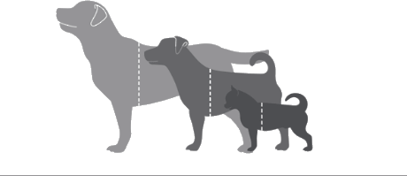 Three dogs of different sizes for comparing girth measurement
