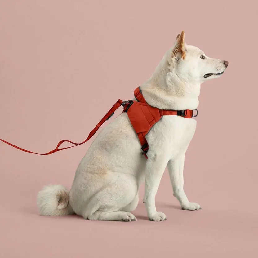 Cream shiba sitting in a Canyon harness with leash attached