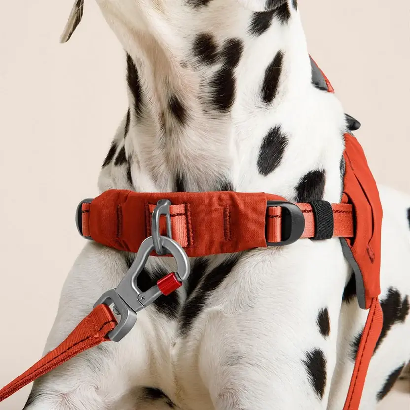 Close-up of a Canyon harness buckle and leash carabiner on a dalmatian