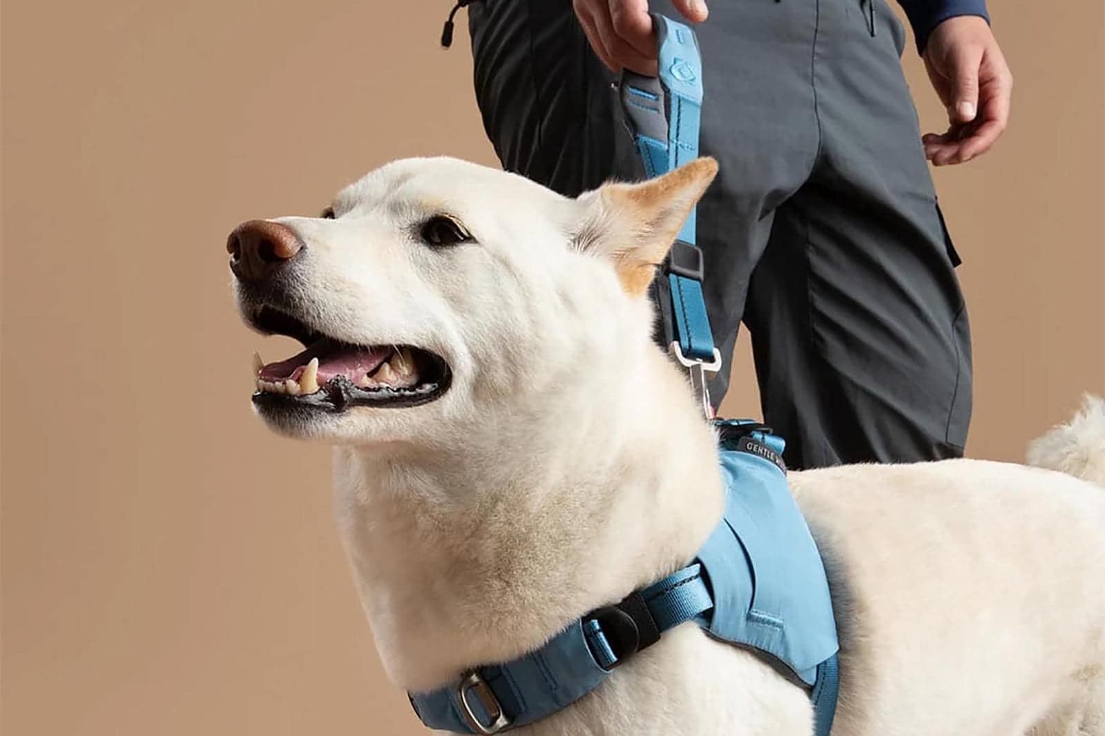7 Ways to Make Winter Walks Less Boring (For You and Your Dog)