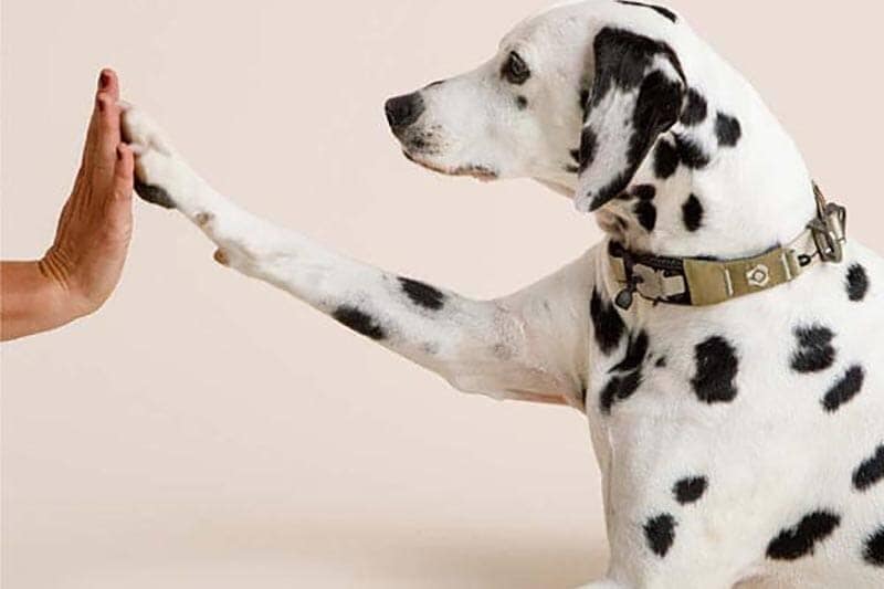 9 Indoor Games for Dogs When it's too Cold to go Outside