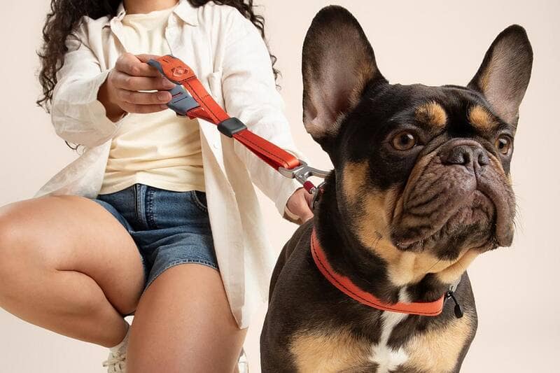How to Help Your Dog Handle Holiday Guests, Noise & Schedule Changes