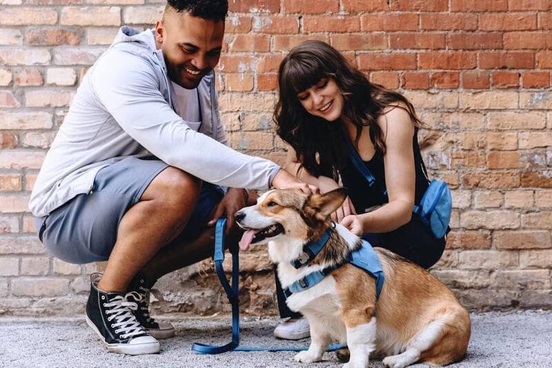 How to Support Your Dog’s Health Goals in 2026