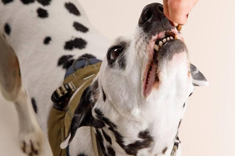 Our Favorite Dog-Friendly Holiday Recipes & Safe Treat Swaps