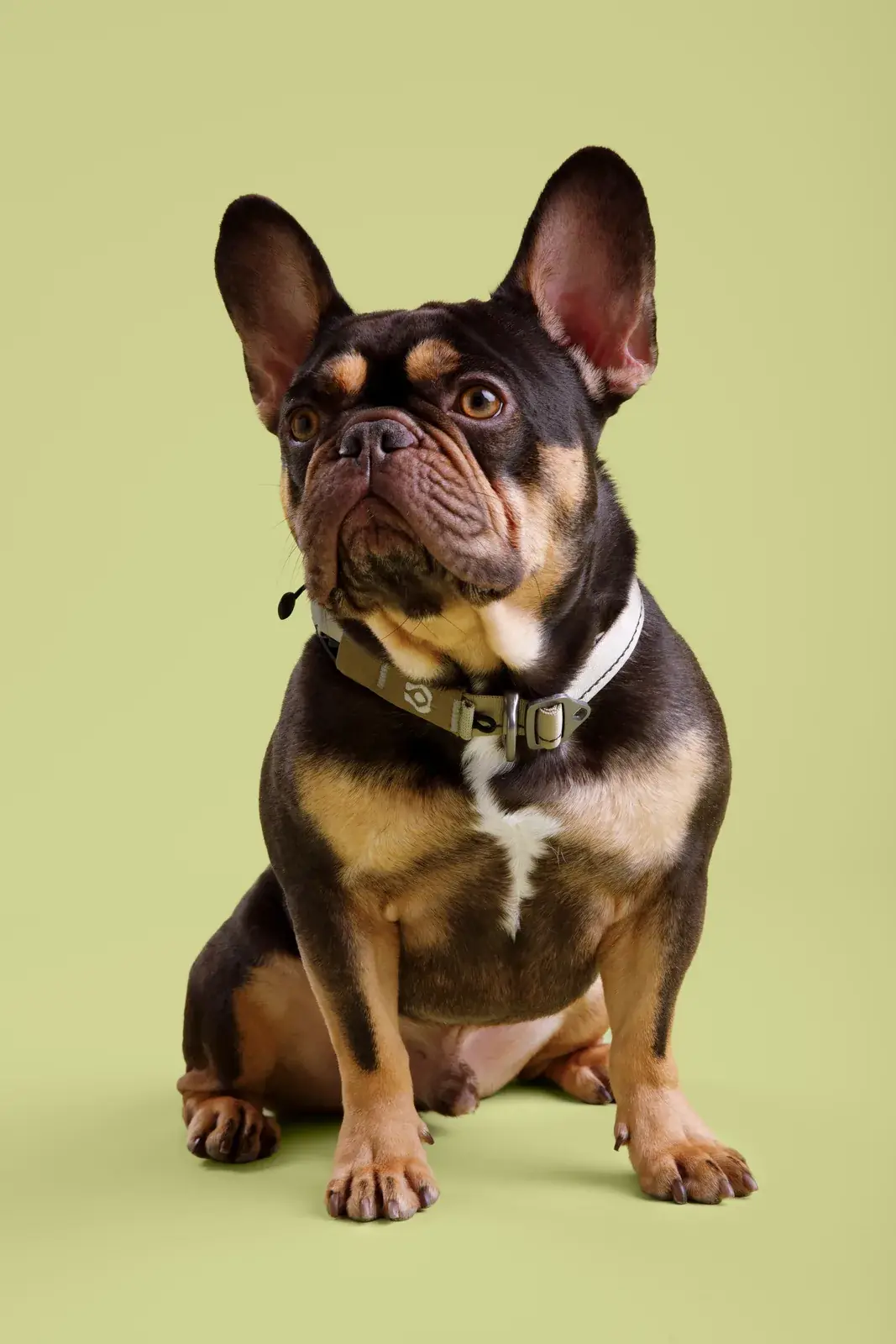 Brown-and-tan french bulldog sitting against a green backdrop in a Canyon collar