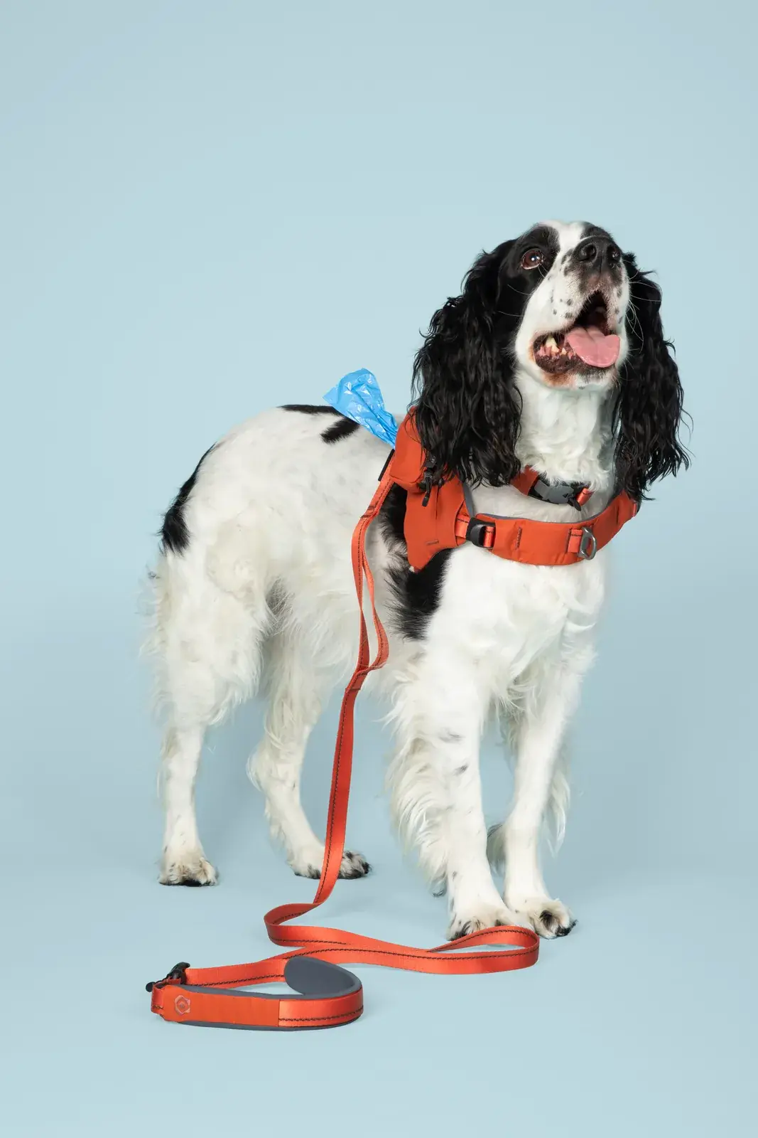 Springer spaniel standing in a Canyon harness with a matching Canyon leash pooled on the floor