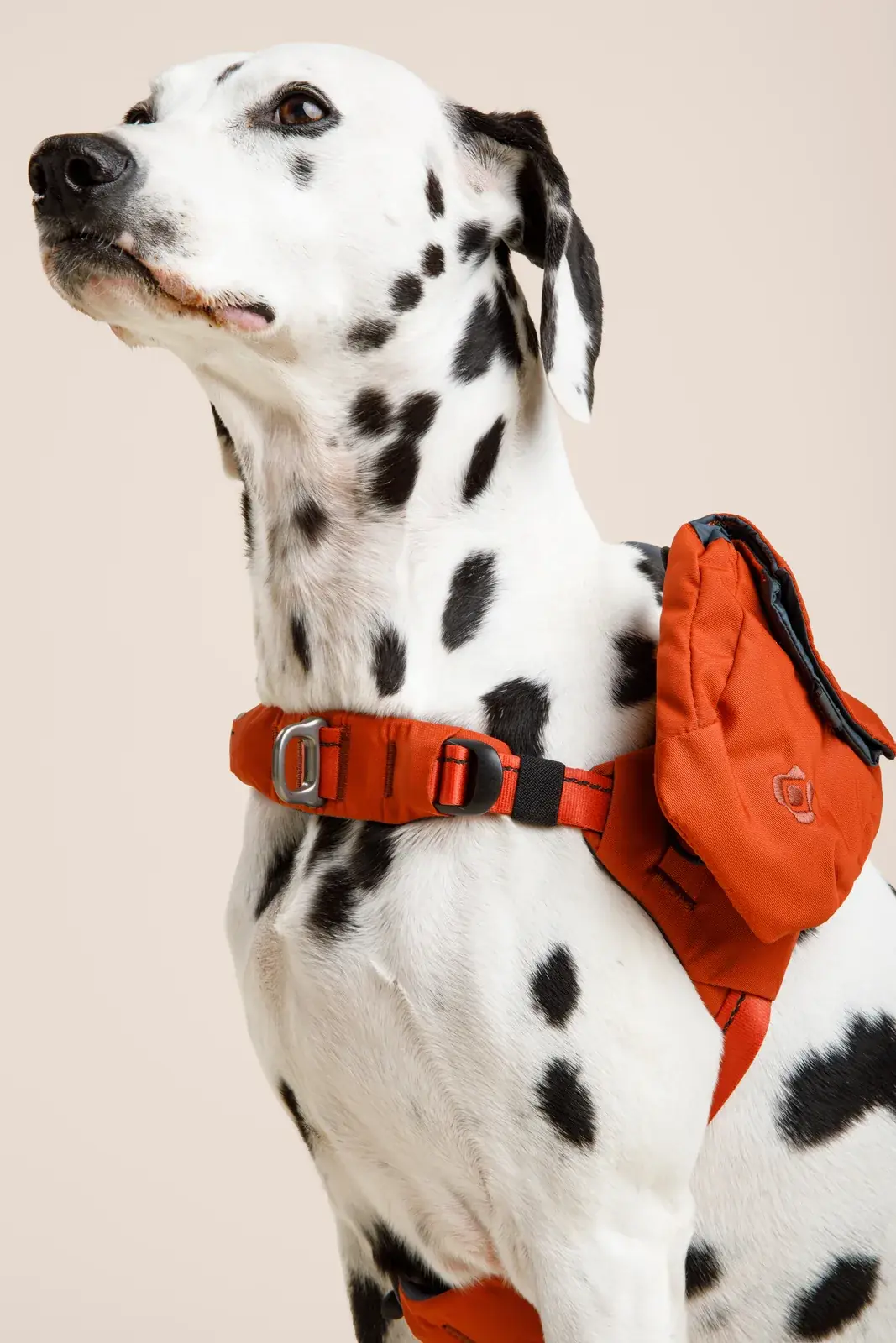 Dalmatian sitting head-on in a Canyon harness