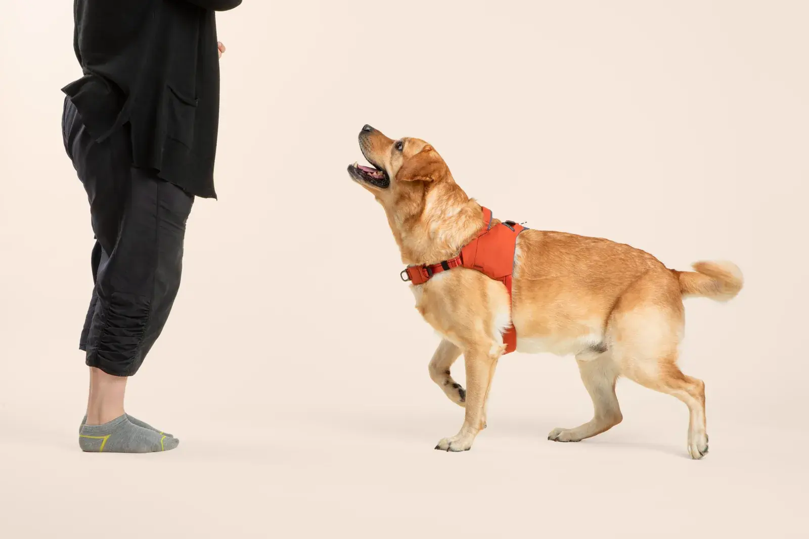 Golden retriever walking to heel in a Canyon harness beside its handler's legs
