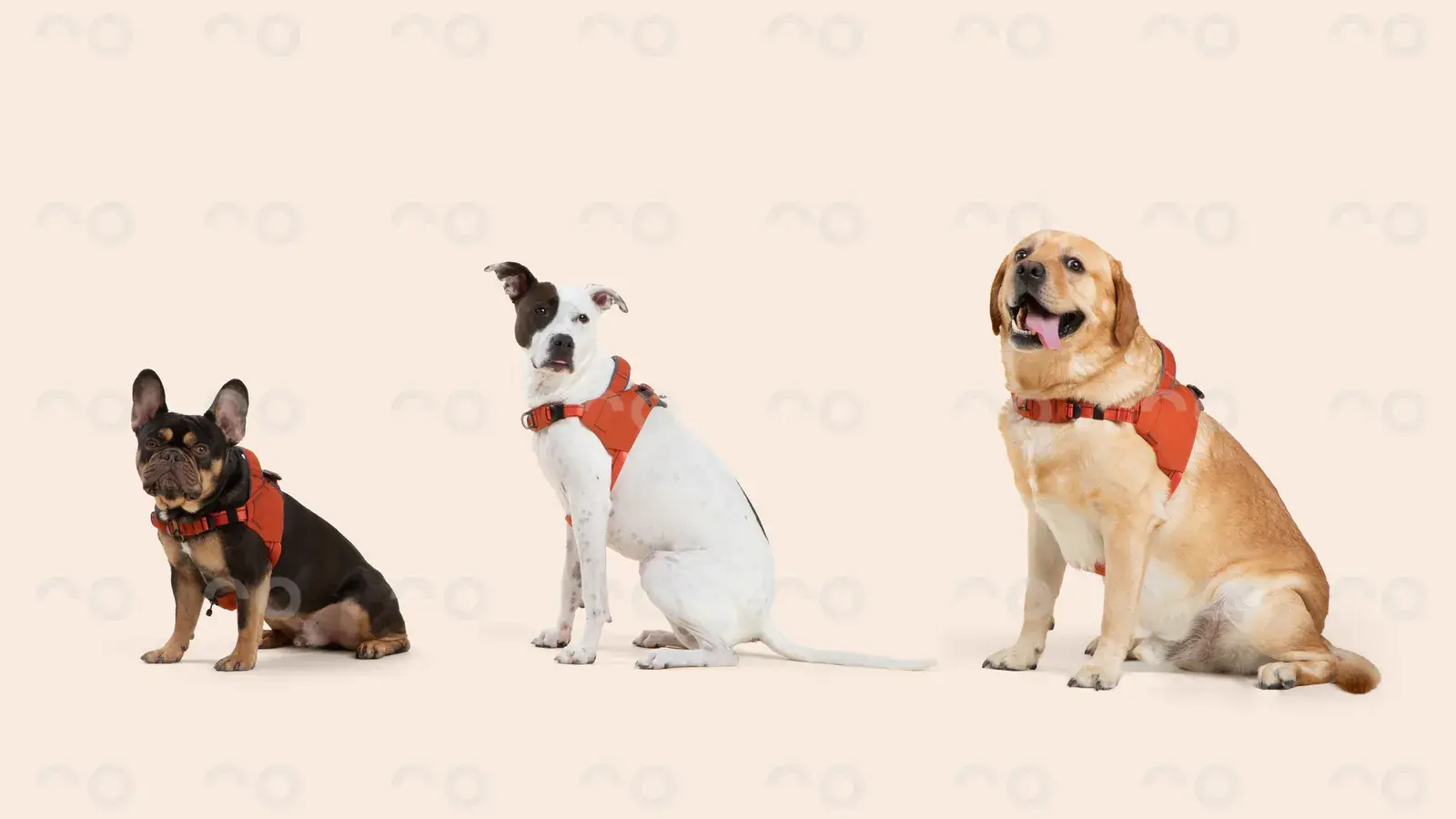 Three dogs of different sizes sitting together, each in a Canyon harness