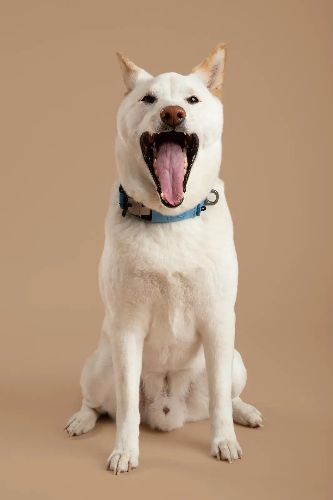 Cream shiba sitting and yawning while wearing a Coast collar