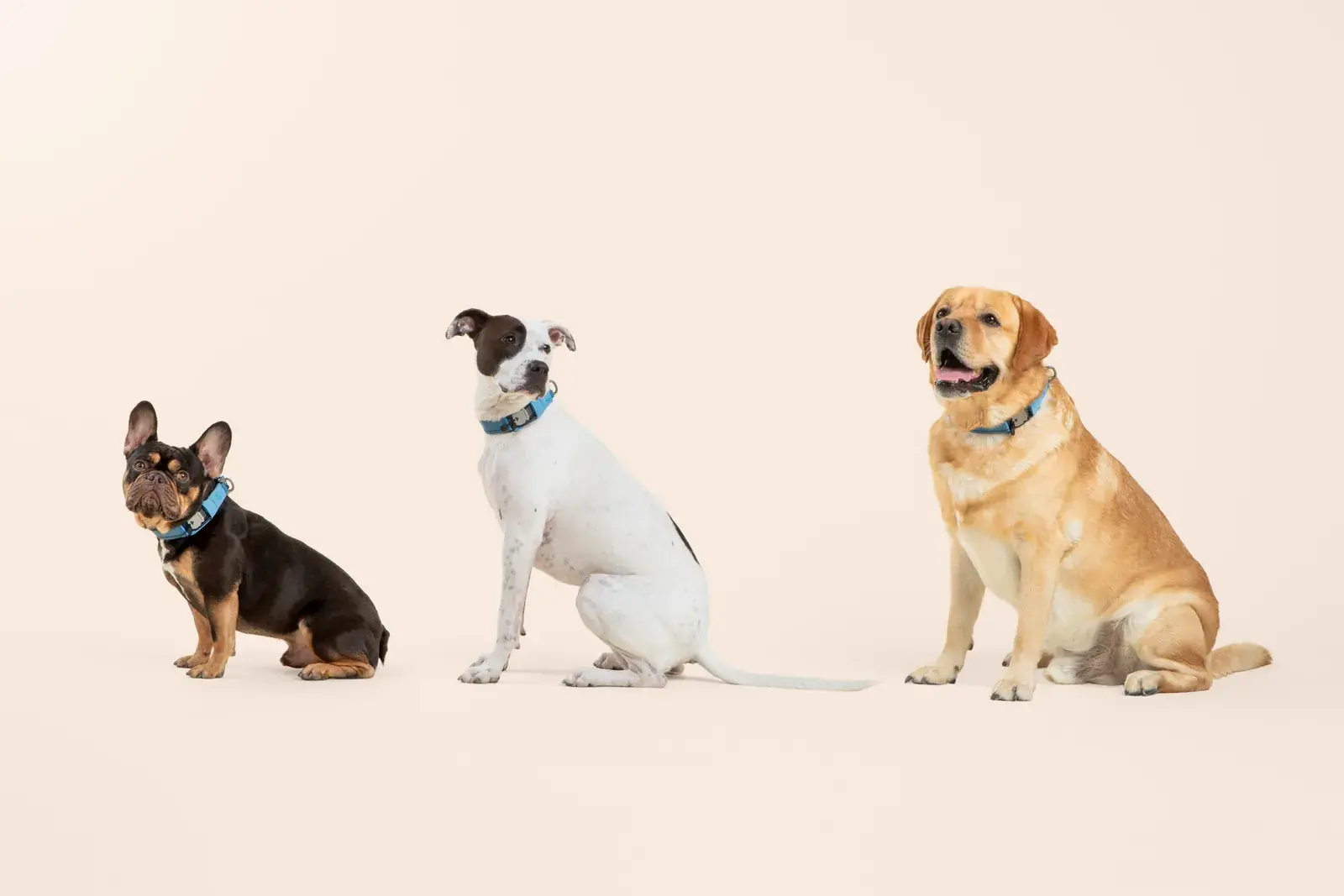 French bulldog, terrier, and labrador sitting in a row wearing Coast collars