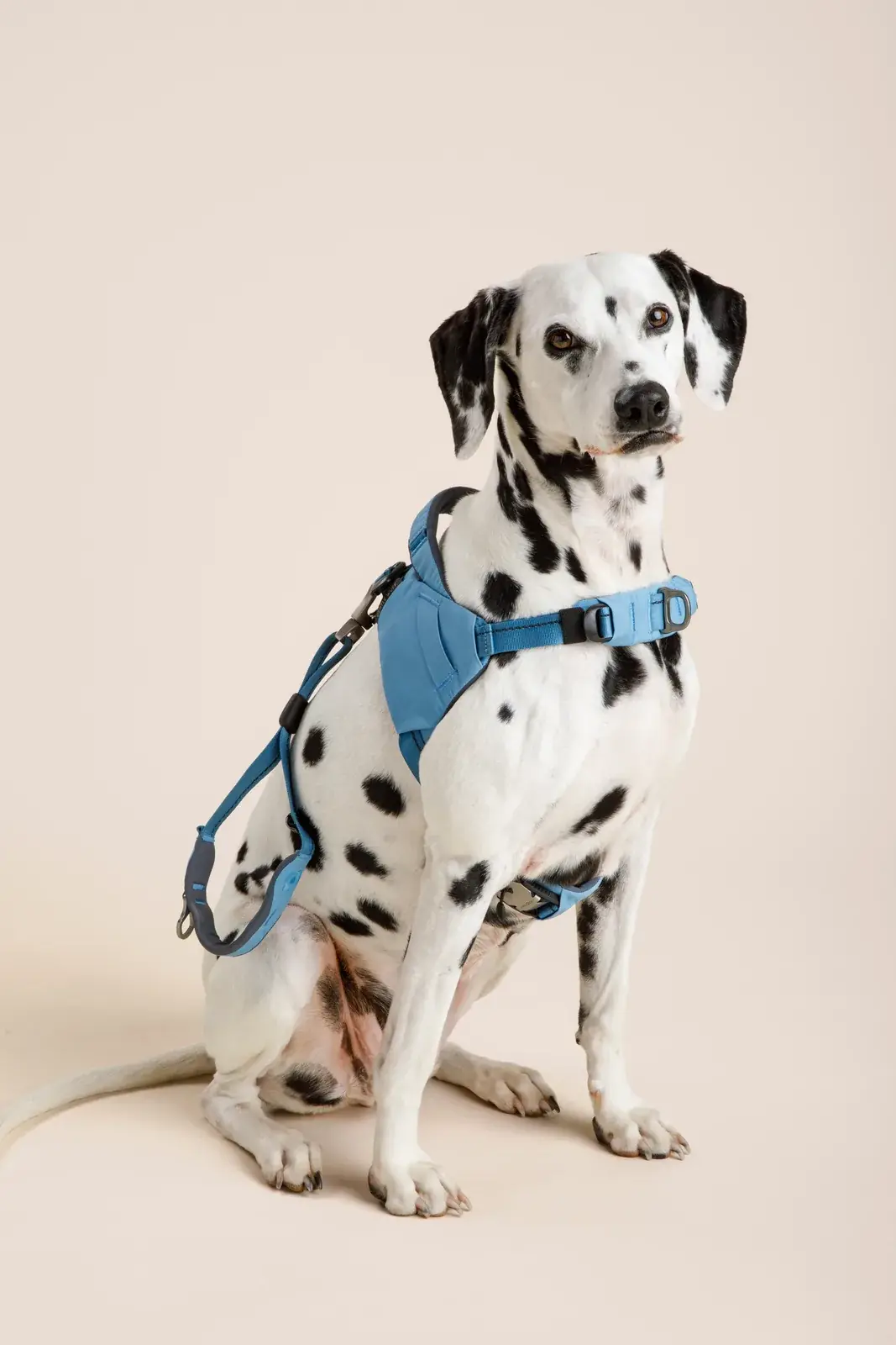Dalmatian sitting in a Coast harness with a matching Coast leash attached