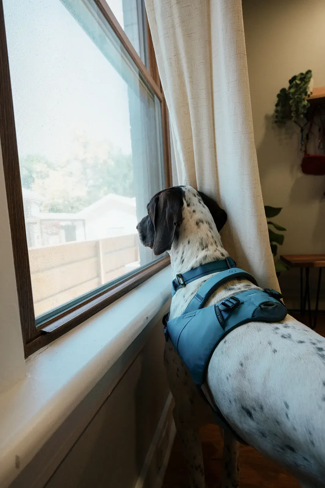 Dalmatian in a Coast harness looking out of a large window