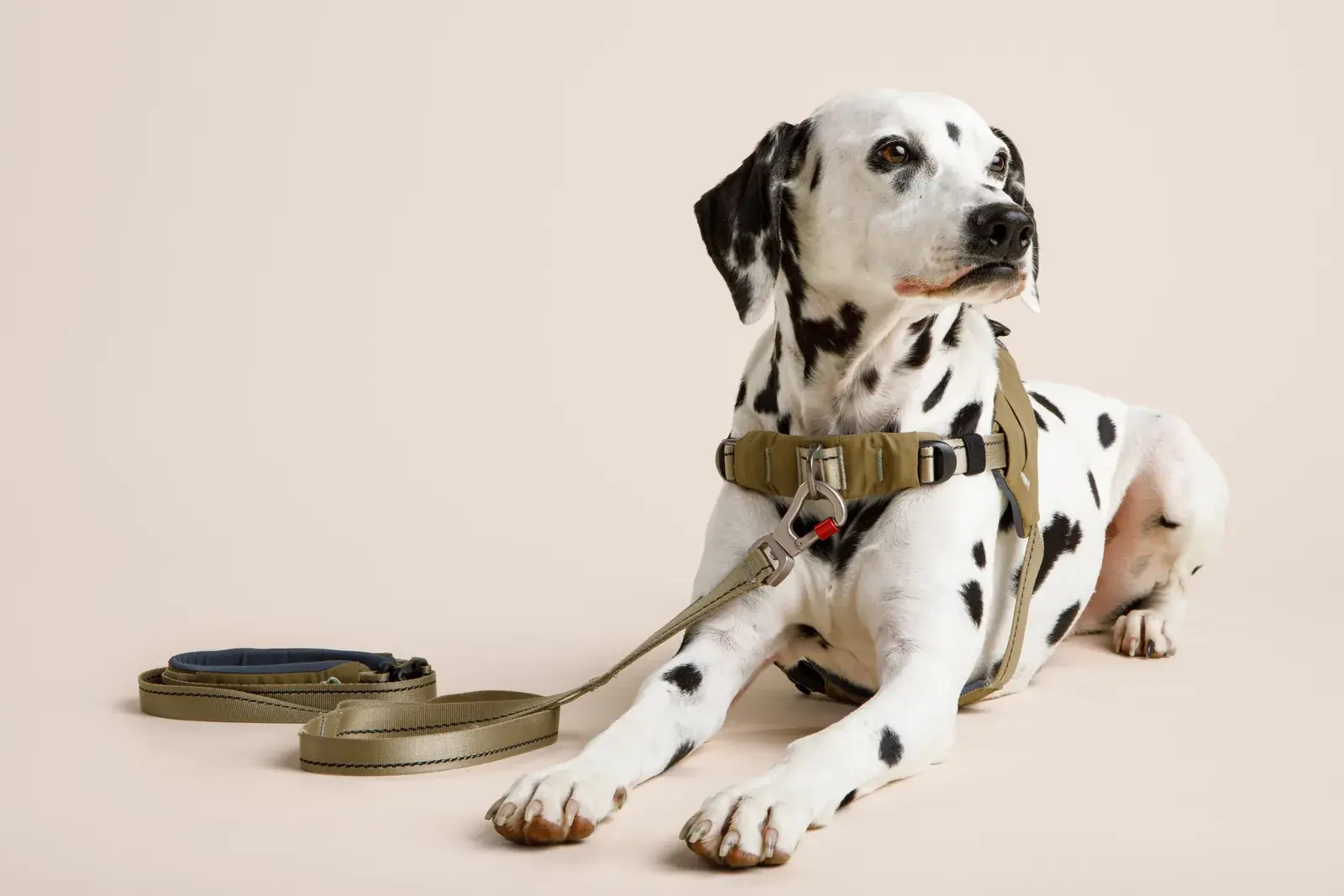 Dalmatian lying down in a Grove harness with a matching Grove leash laid out beside it
