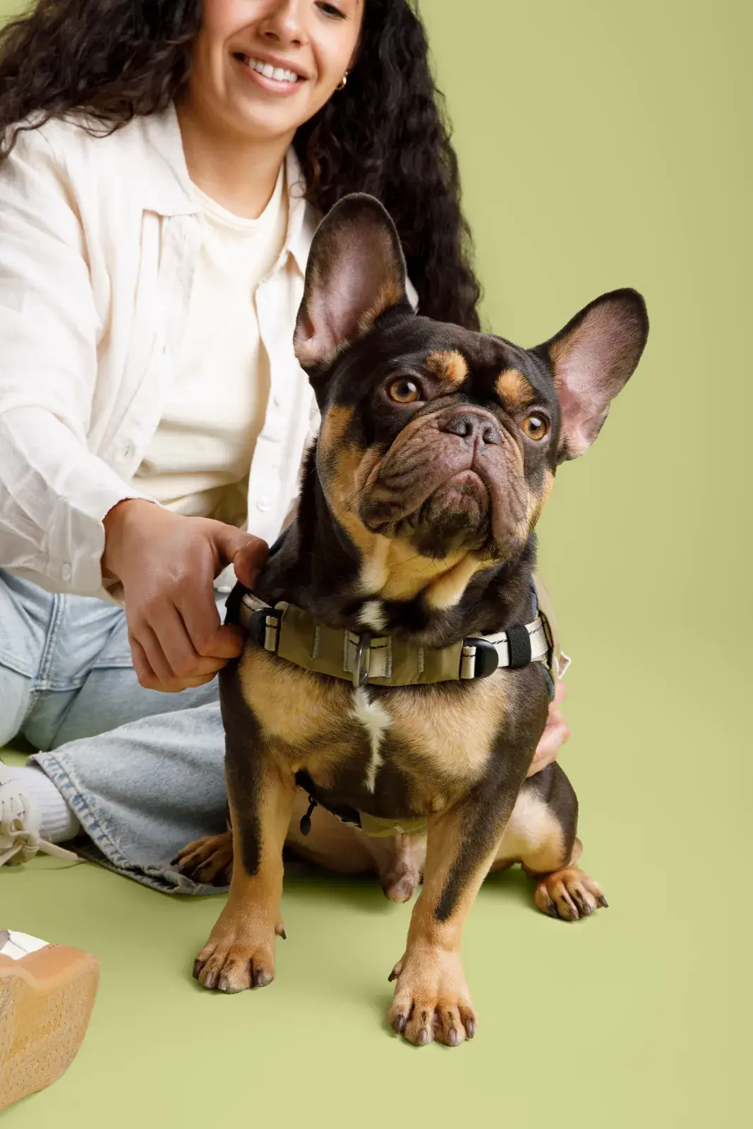 Person kneeling beside a brown french bulldog in a Grove harness against a green backdrop