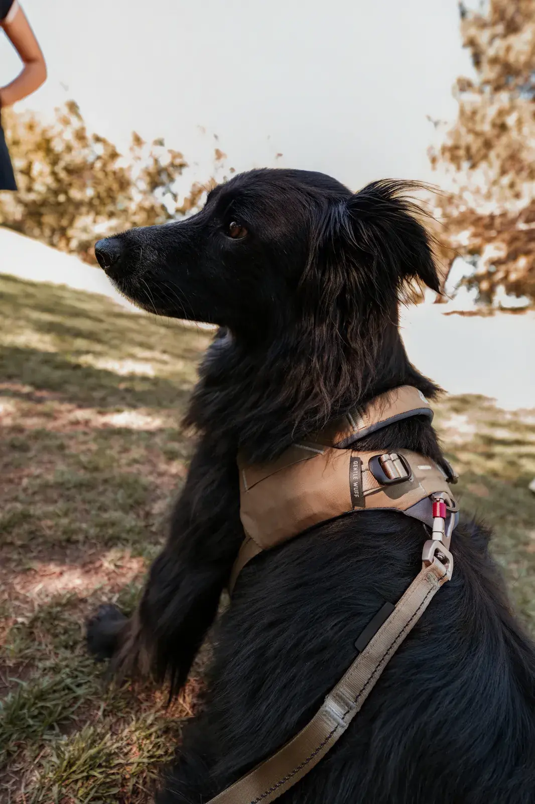 Black long-haired dog in profile wearing a Grove harness on a Grove leash