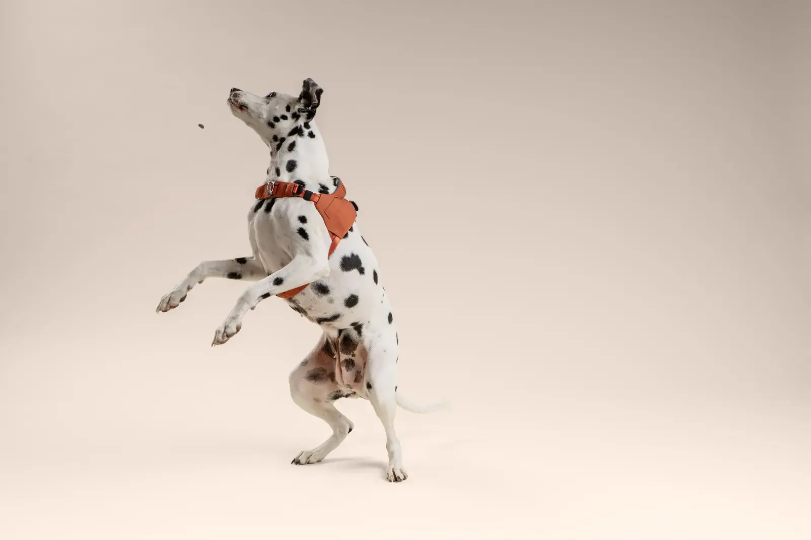 Dalmatian leaping mid-air in a Canyon harness