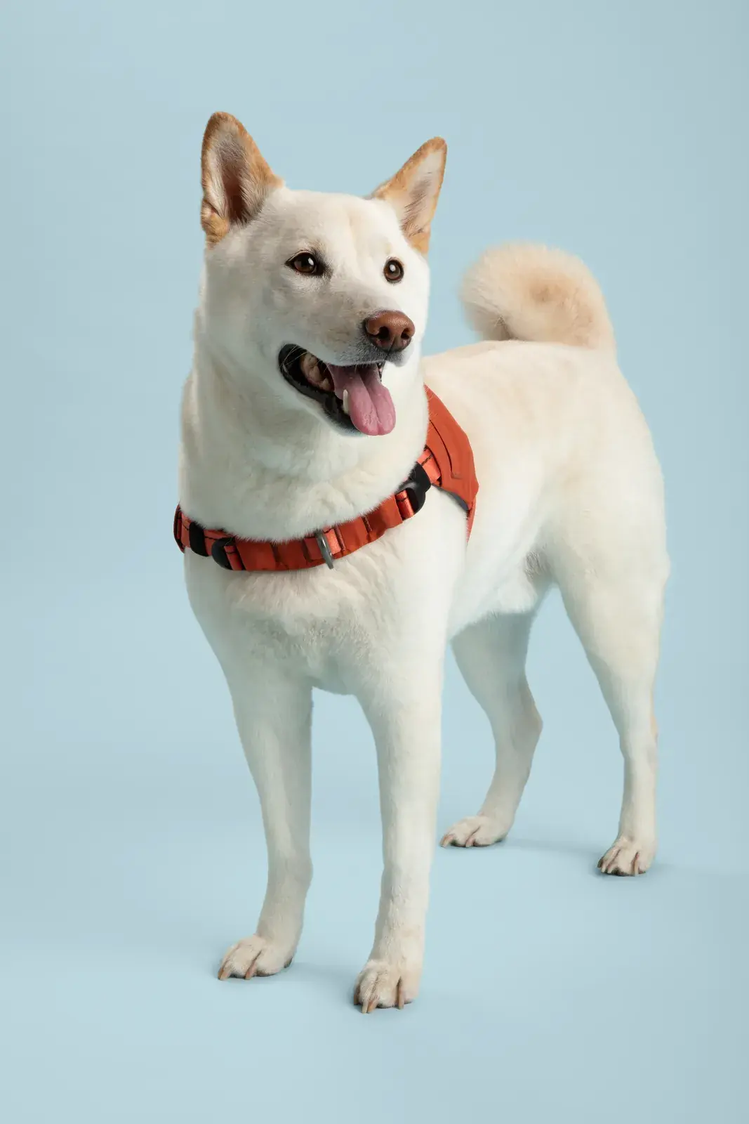 Cream shiba standing in a Canyon harness against a blue backdrop