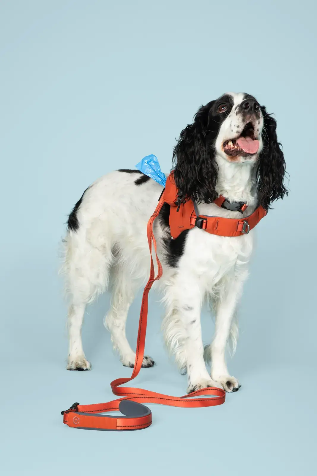 Springer spaniel in a Canyon harness with a Canyon leash, mouth open mid-smile