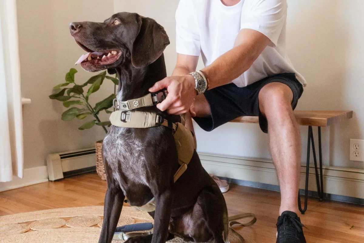 Ready-Go Collar out in the world — scene 5