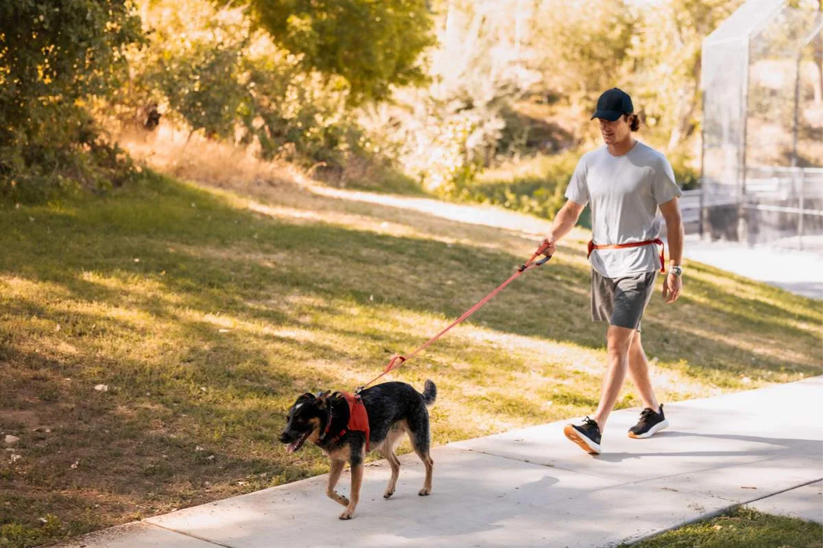 Ready-Go Leash out in the world — scene 2