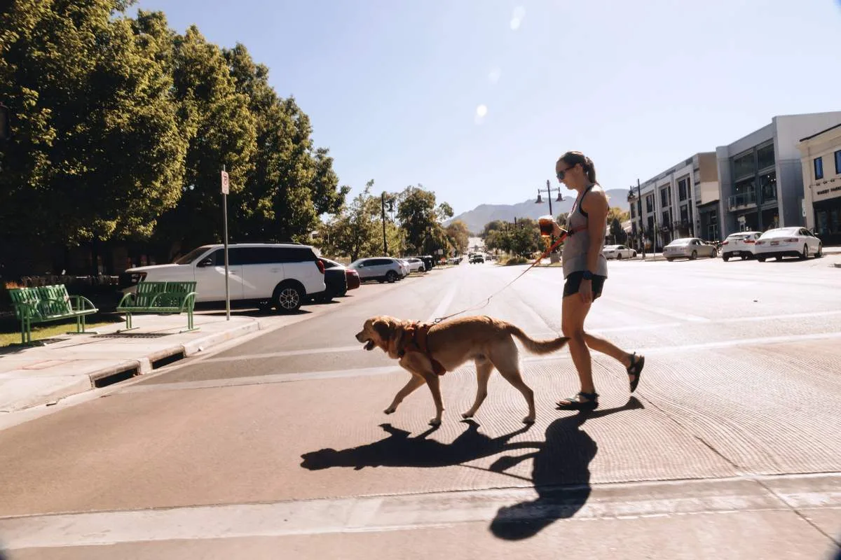 Ready-Go Leash out in the world — scene 3