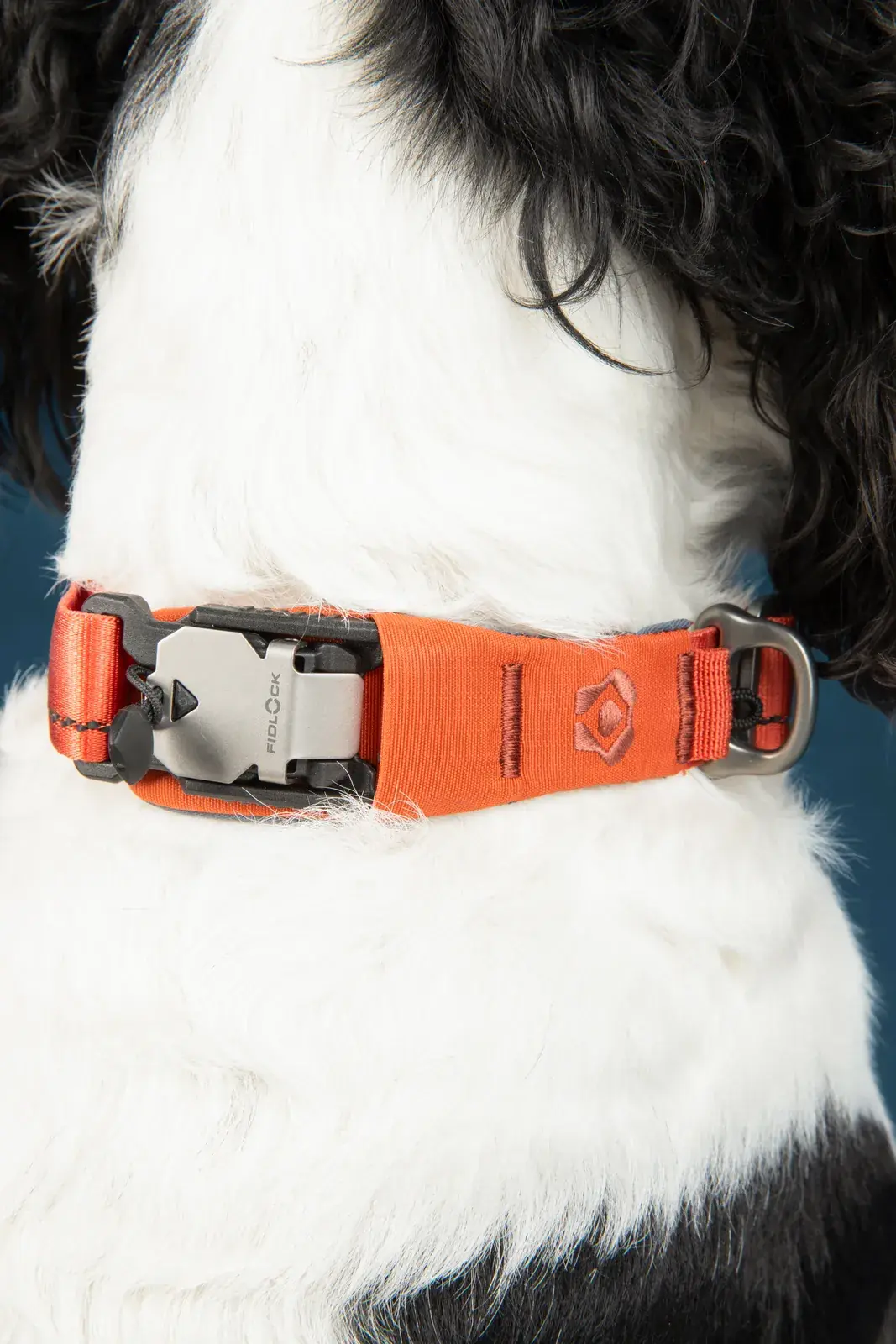 Close view of the collar's magnetic buckle on a dog's neck