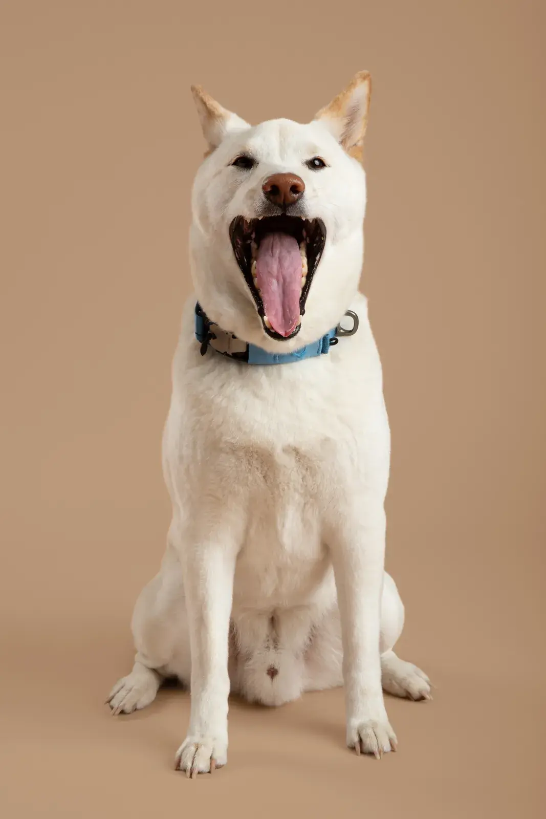 Ready-Go Collar in use 1