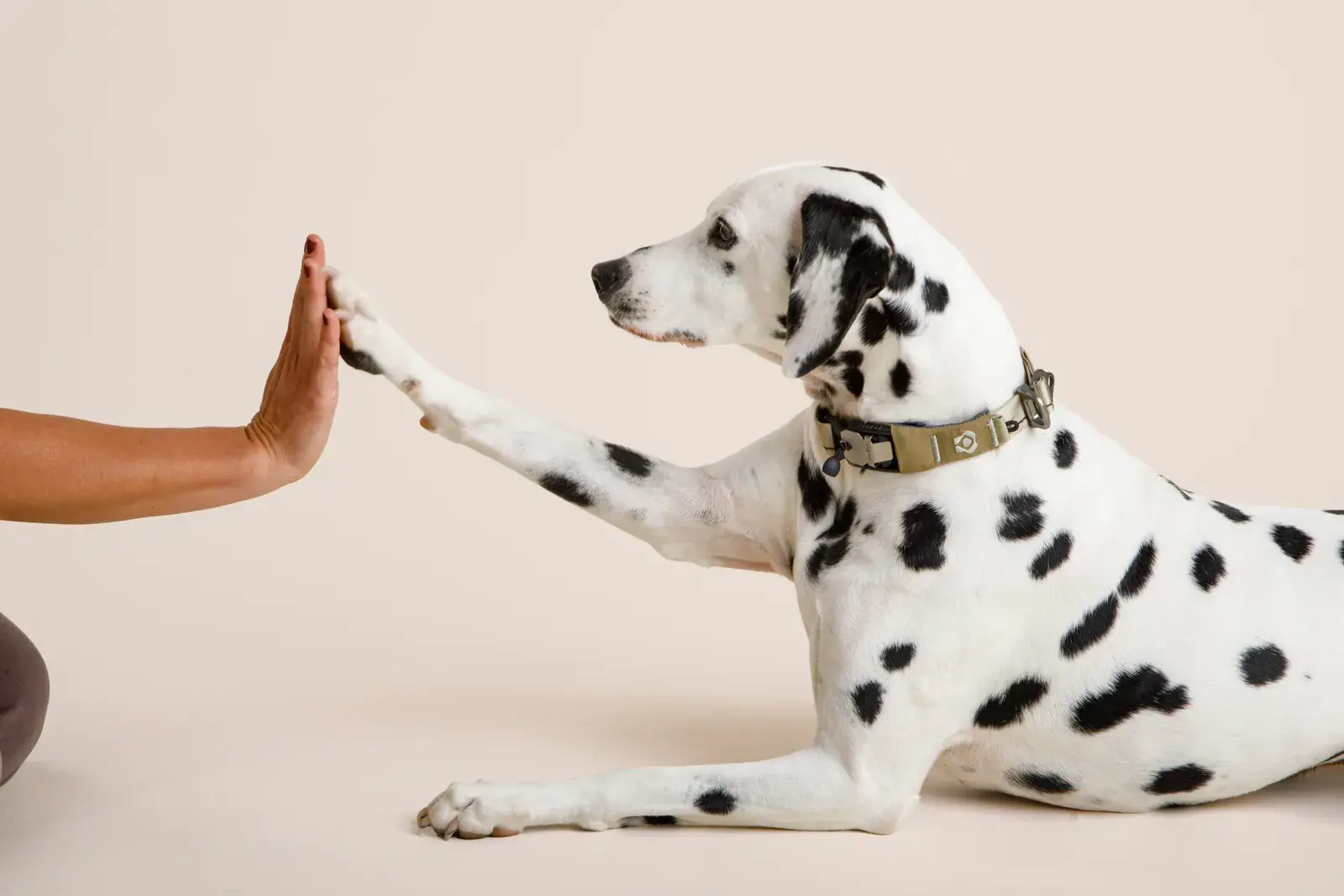 Dalmatian wearing the collar while giving a high-five
