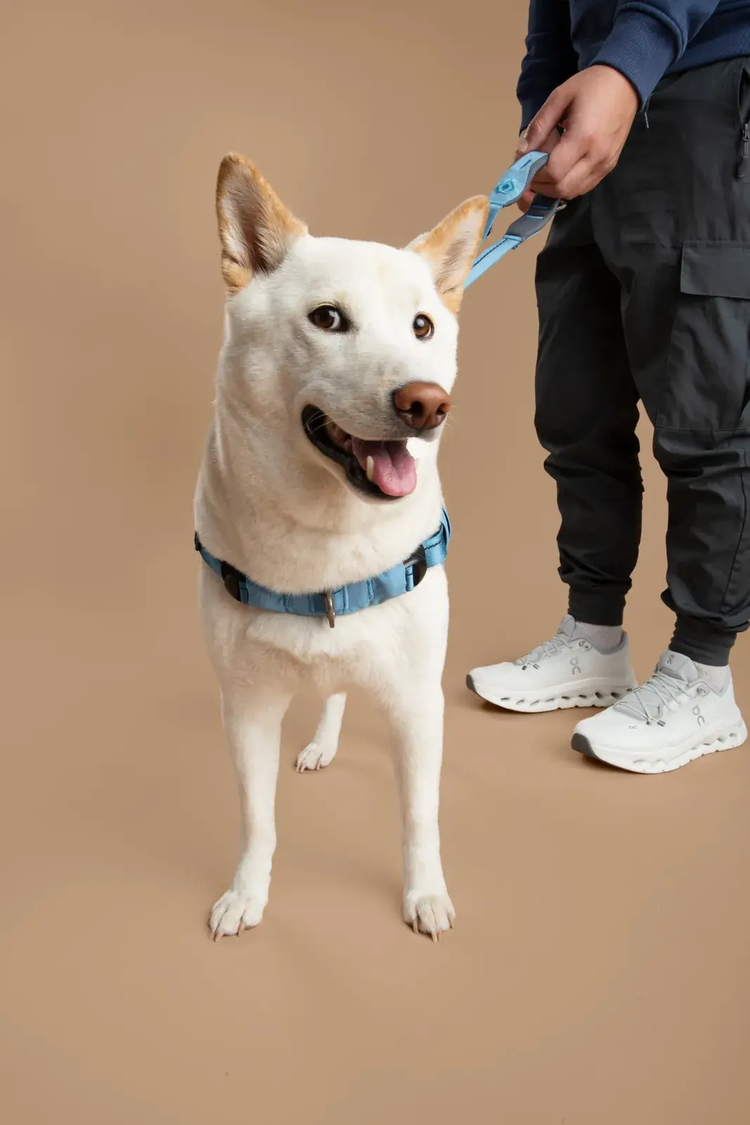 White shiba on a Coast leash standing beside its owner